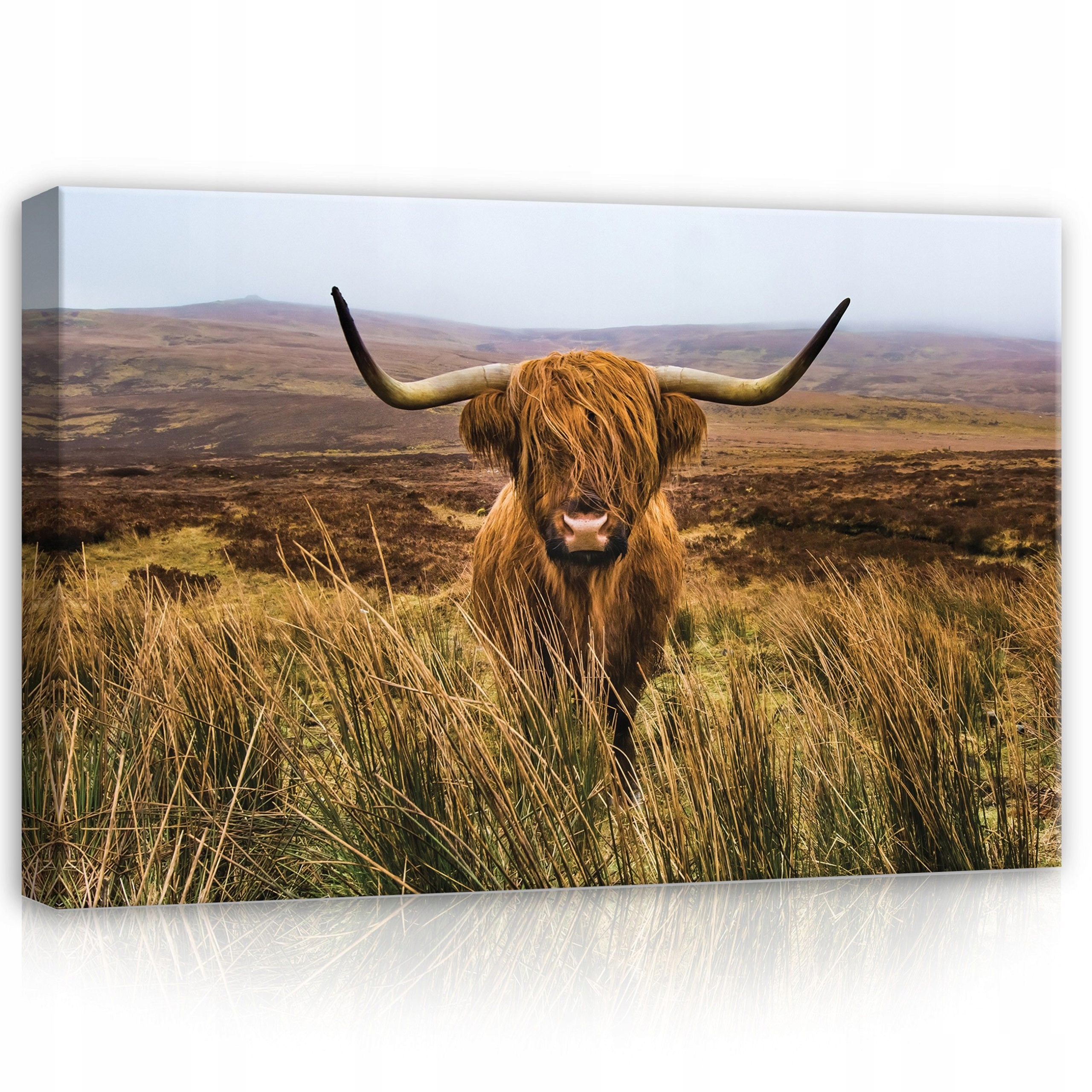 Obraz 120x80 Skotská kráva vysočina příroda krajina mlha hory klid