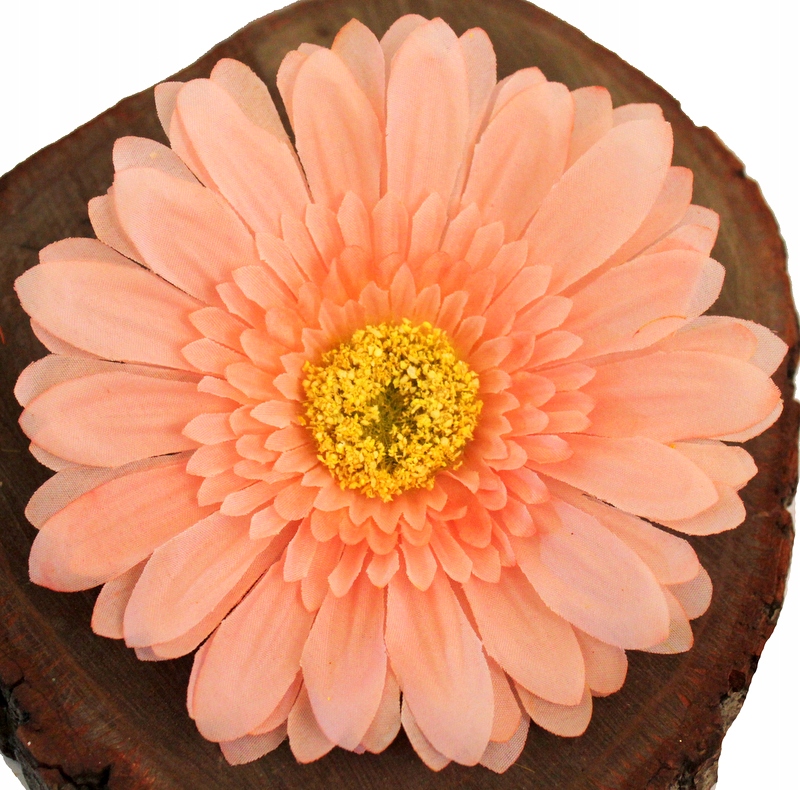 

Gerbera Główka Wyrobowa XXL3 Koral