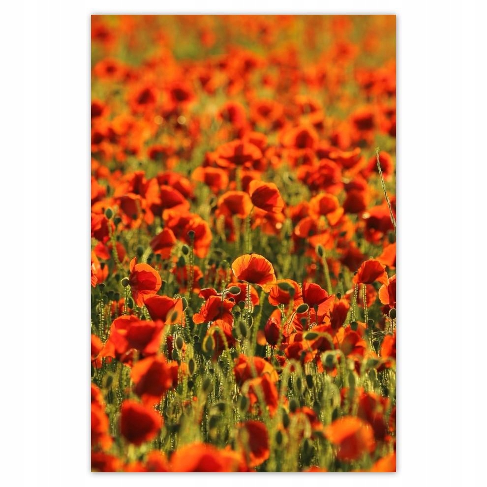 

Plakaty 40x60 Łąka pełna maków