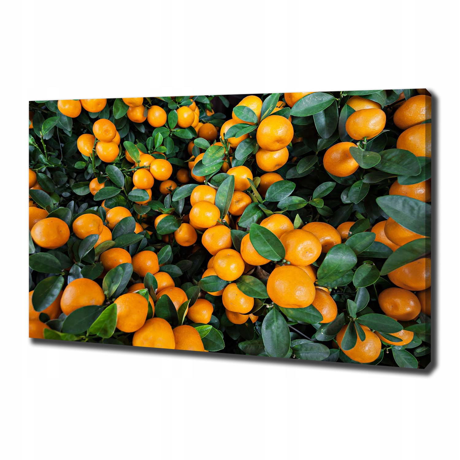 

Foto obraz canvas na ścianę Mandarynki 100x70 cm