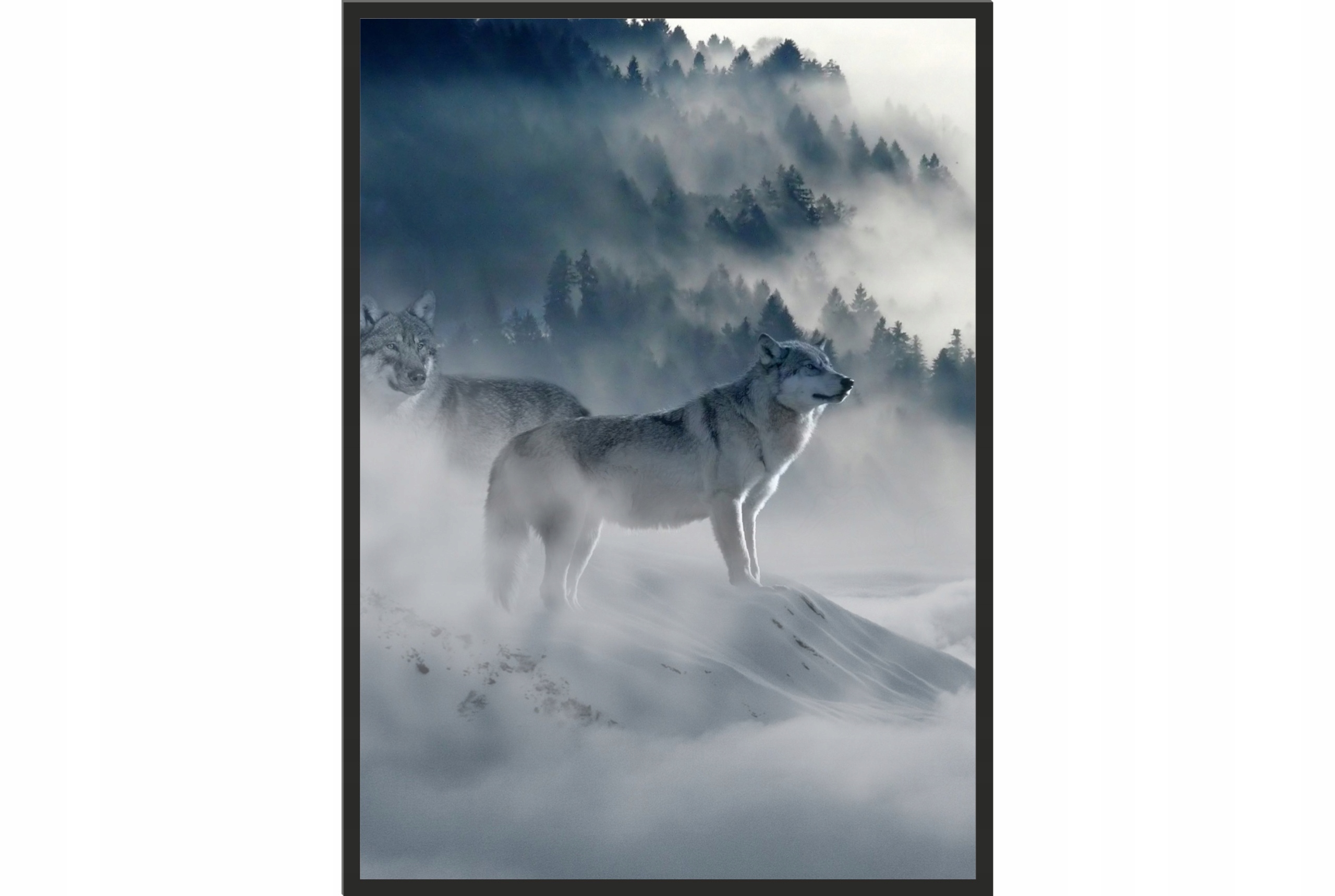 

Obraz plakat 70x50 wilk zima wilki las syberia
