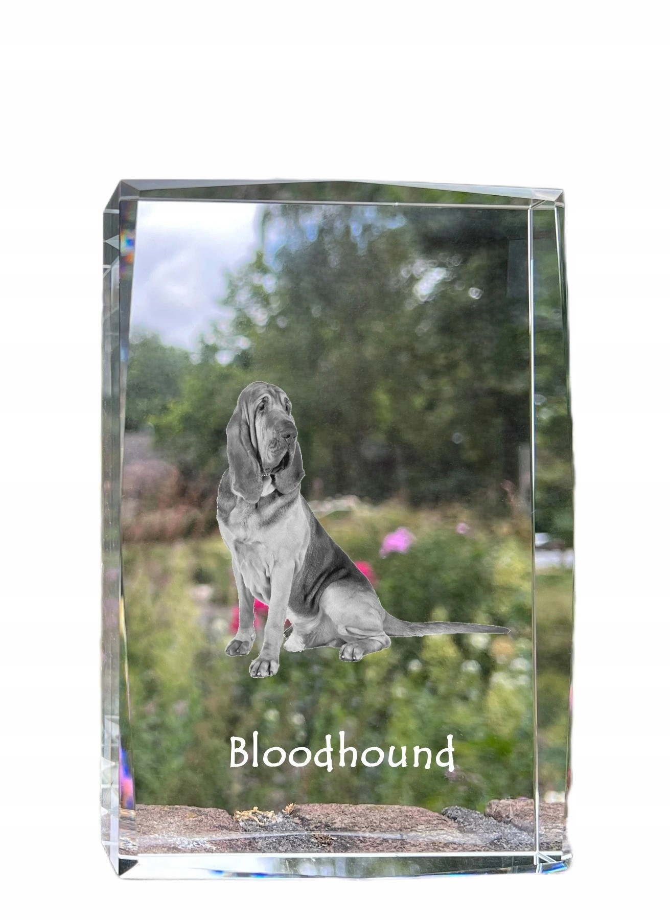 Bloodhound foto psa v kryštáli, suvenír, trofej, poďakovanie