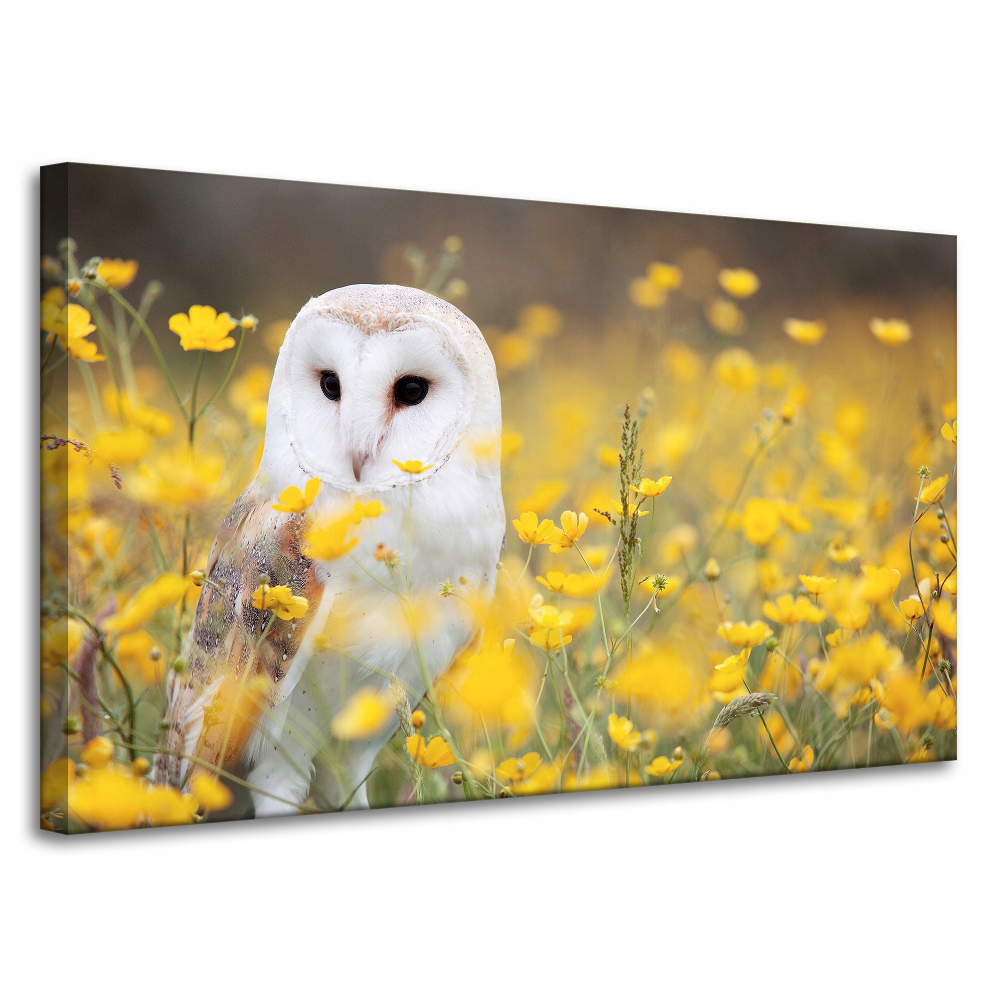 Obraz na plátně Bílá sova Květiny Příroda Louka Zvířata a příroda 100x60