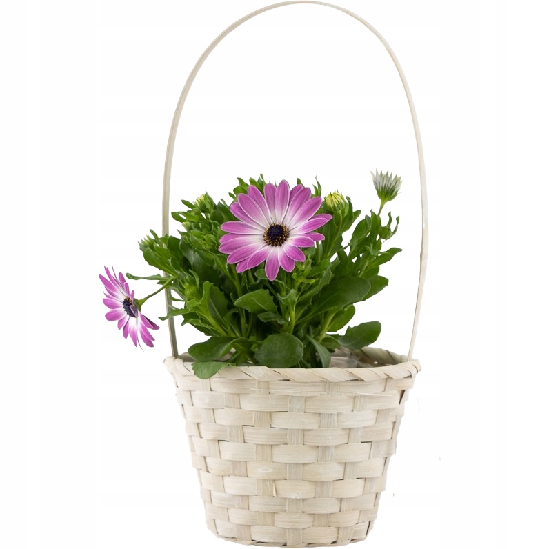 

Koszyk Kosz Wiklinowy Z Wikliny Doniczka Osłonka