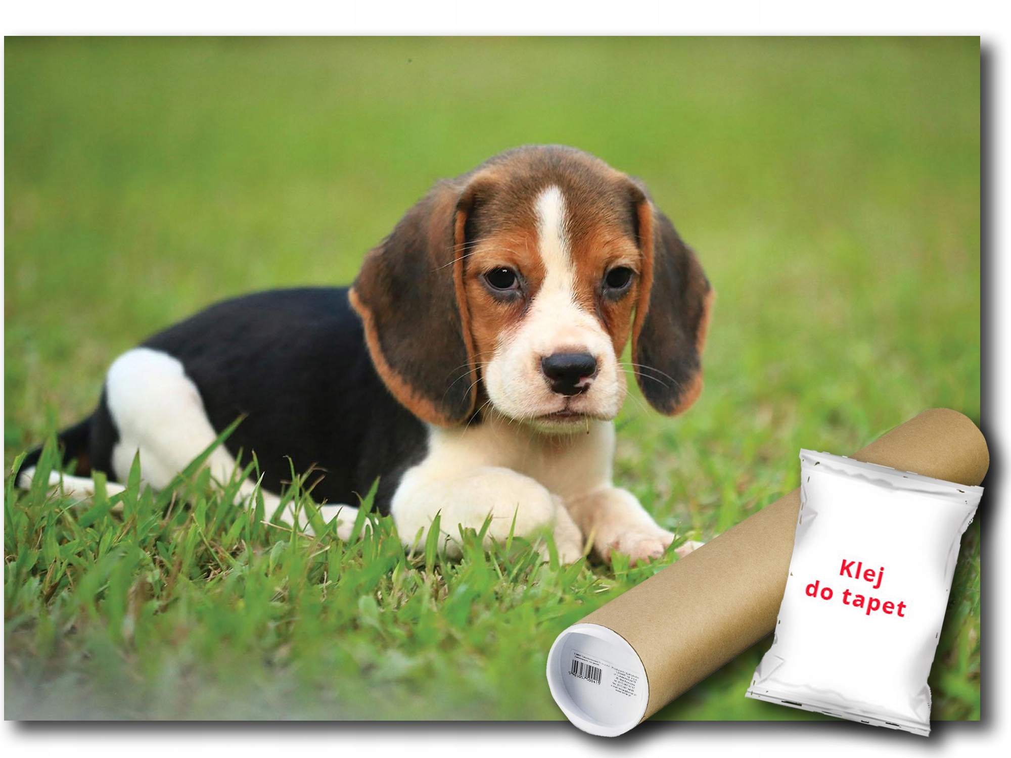 Fototapeta Flizelina Pes Beagle Pesek 368x254