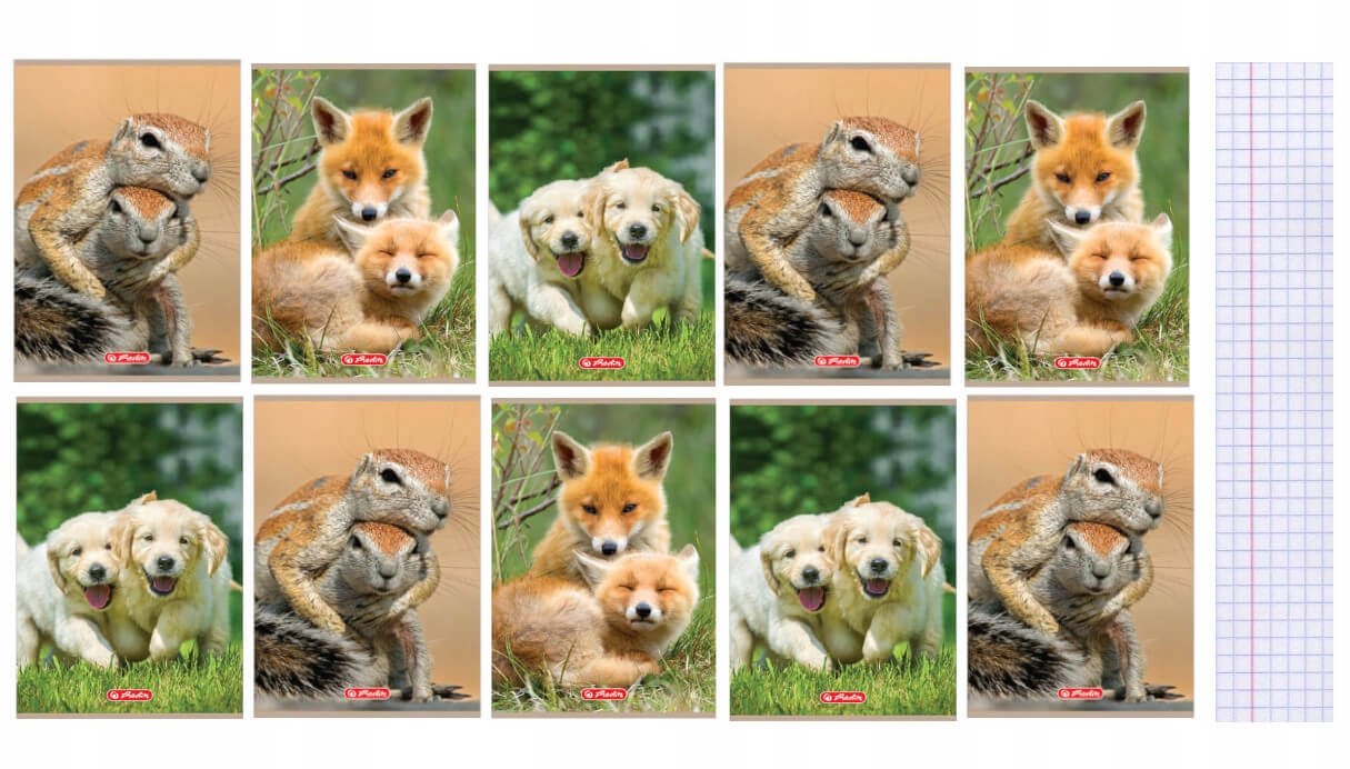 

Zeszyt A5 32 kartki w kratkę Animals Herlitz 10szt