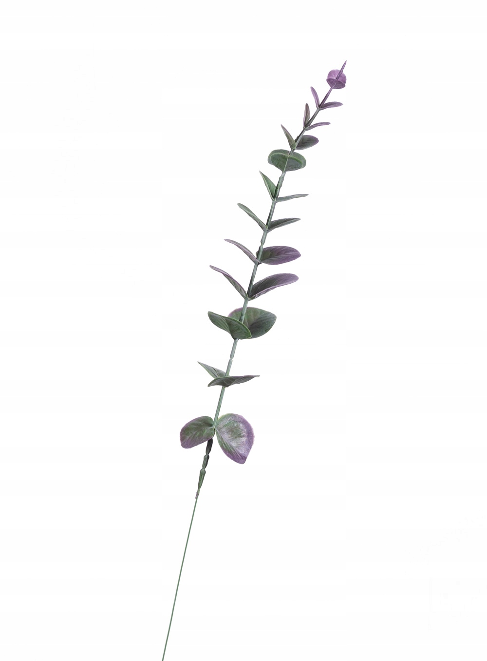 

Eukaliptus gałązka zielono fioletowa do wiązanek