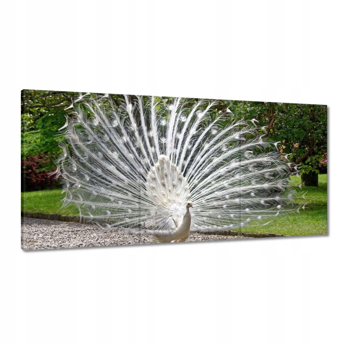 Obrazy 180x90 Vtáky Vtáky