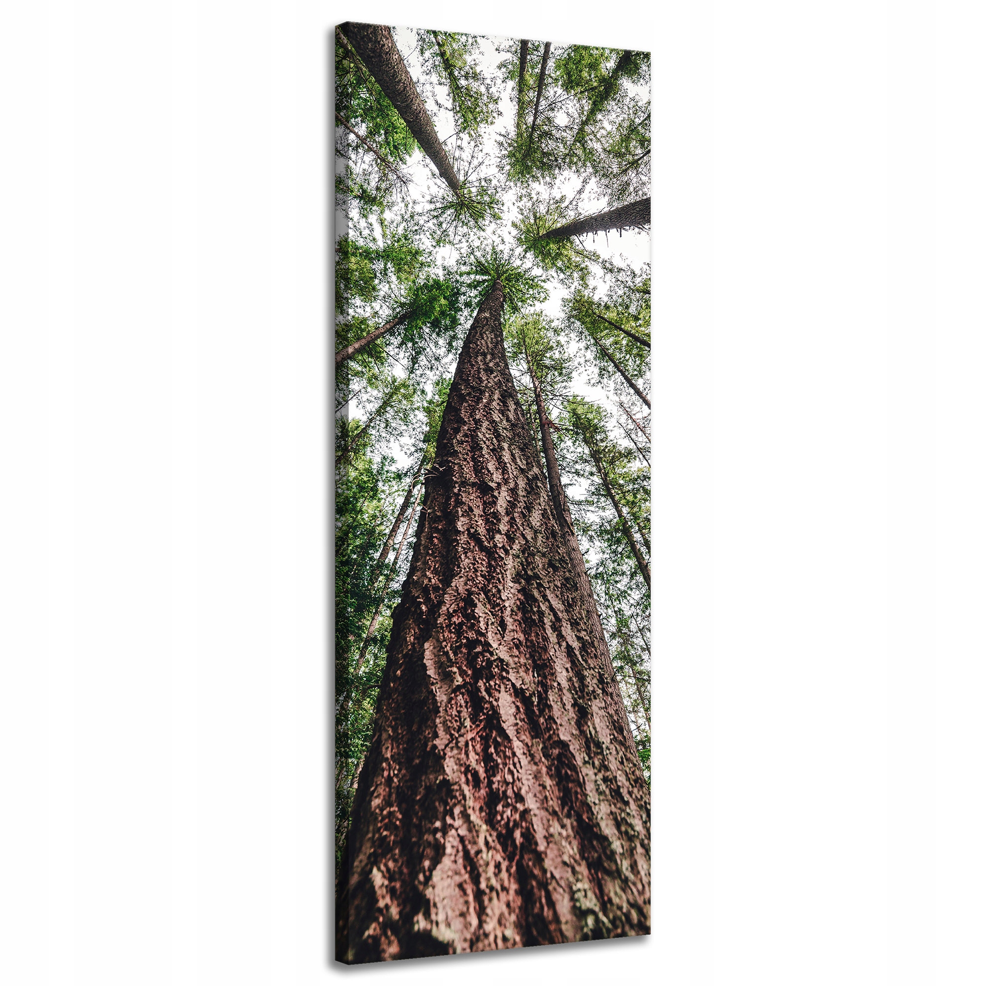 Obraz na plátně Stromy Nebe Příroda Umění 40x120 cm