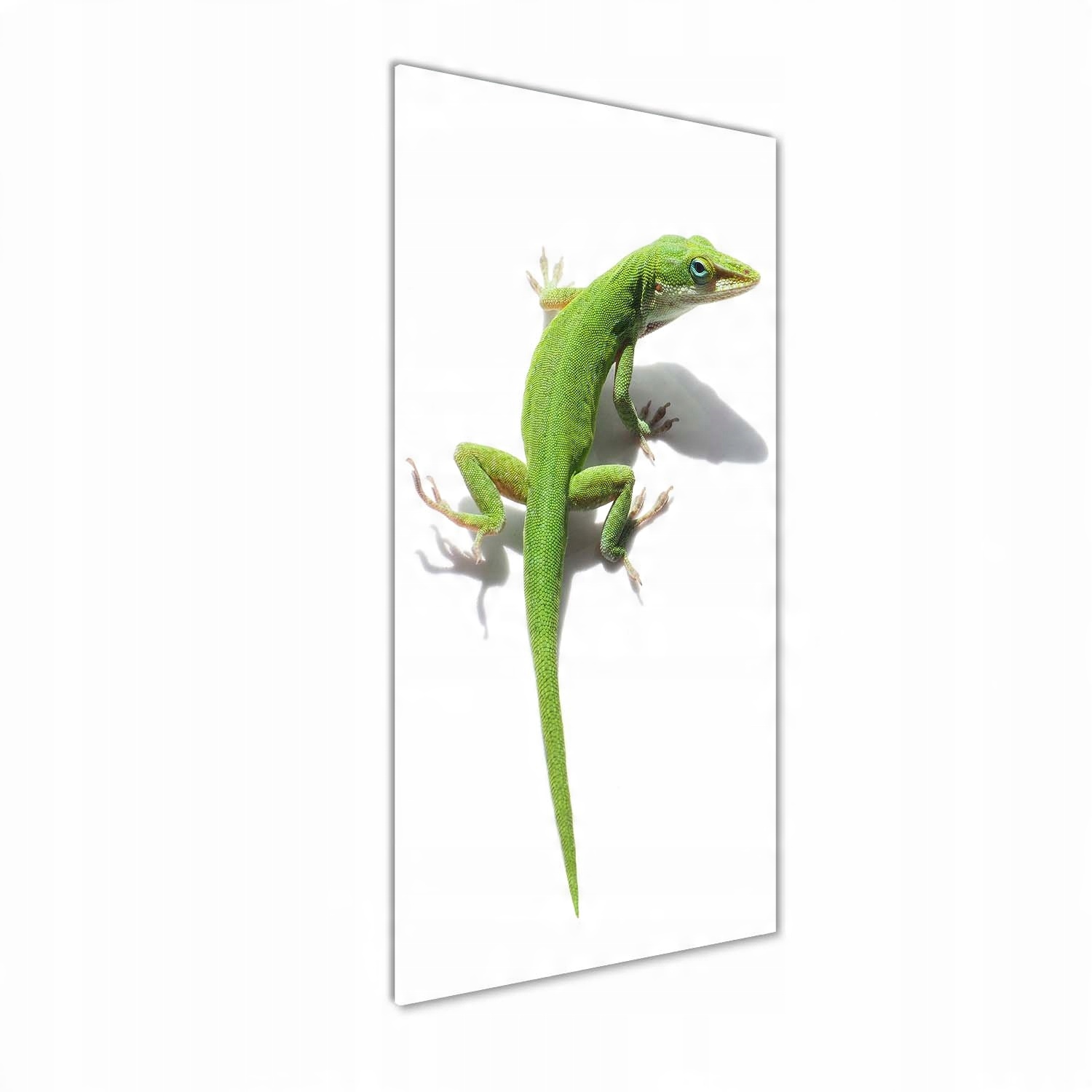 

Foto-obraz na szkle Zielona jaszczurka 50x125 cm