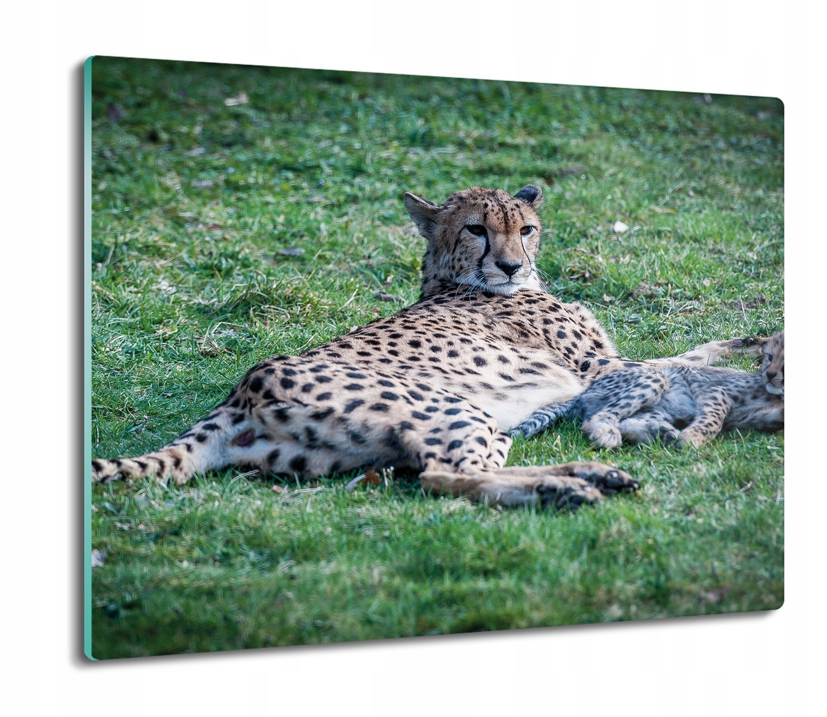 

Rodzina gepard 60x52 deska do kuchni nowoczesna