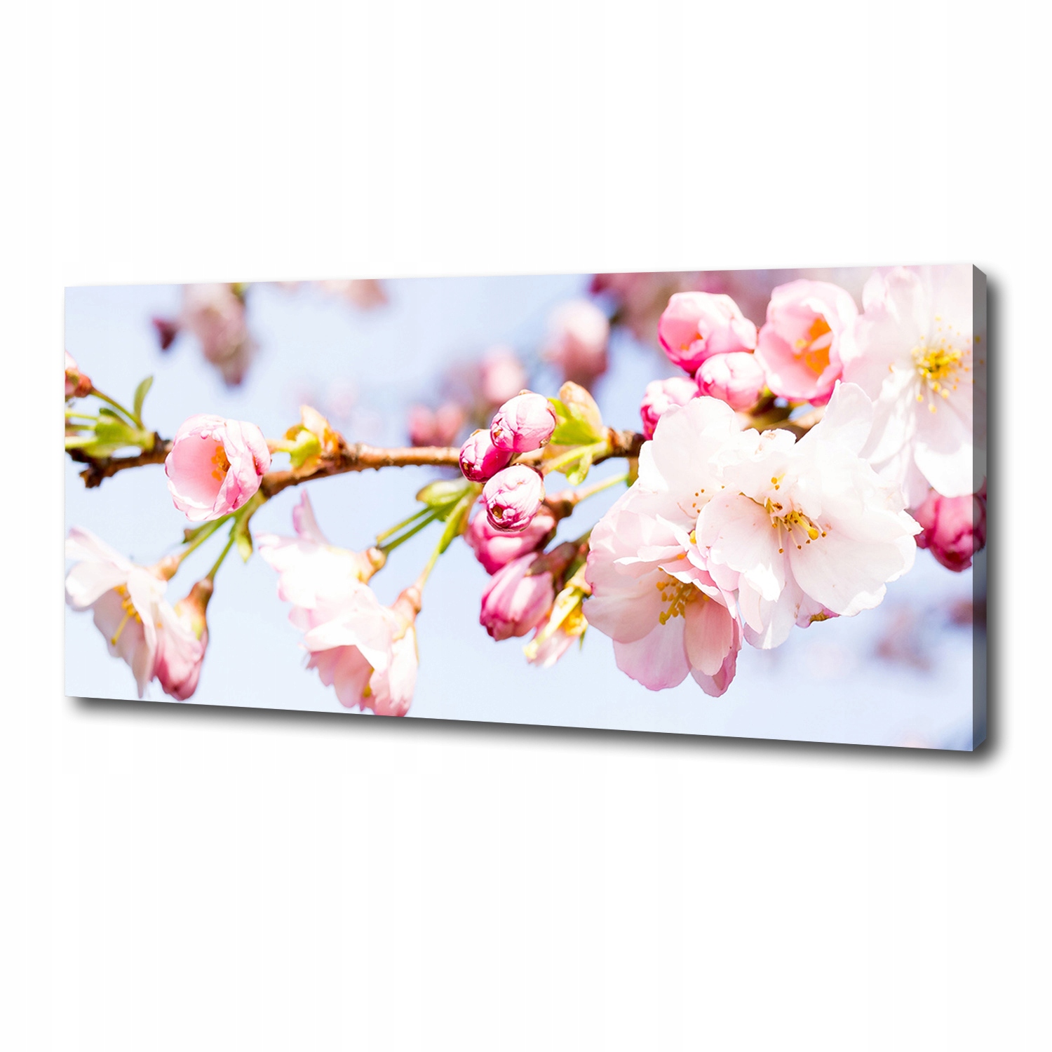 Fotoobraz velký na plátně Květy třešní 125x50 cm