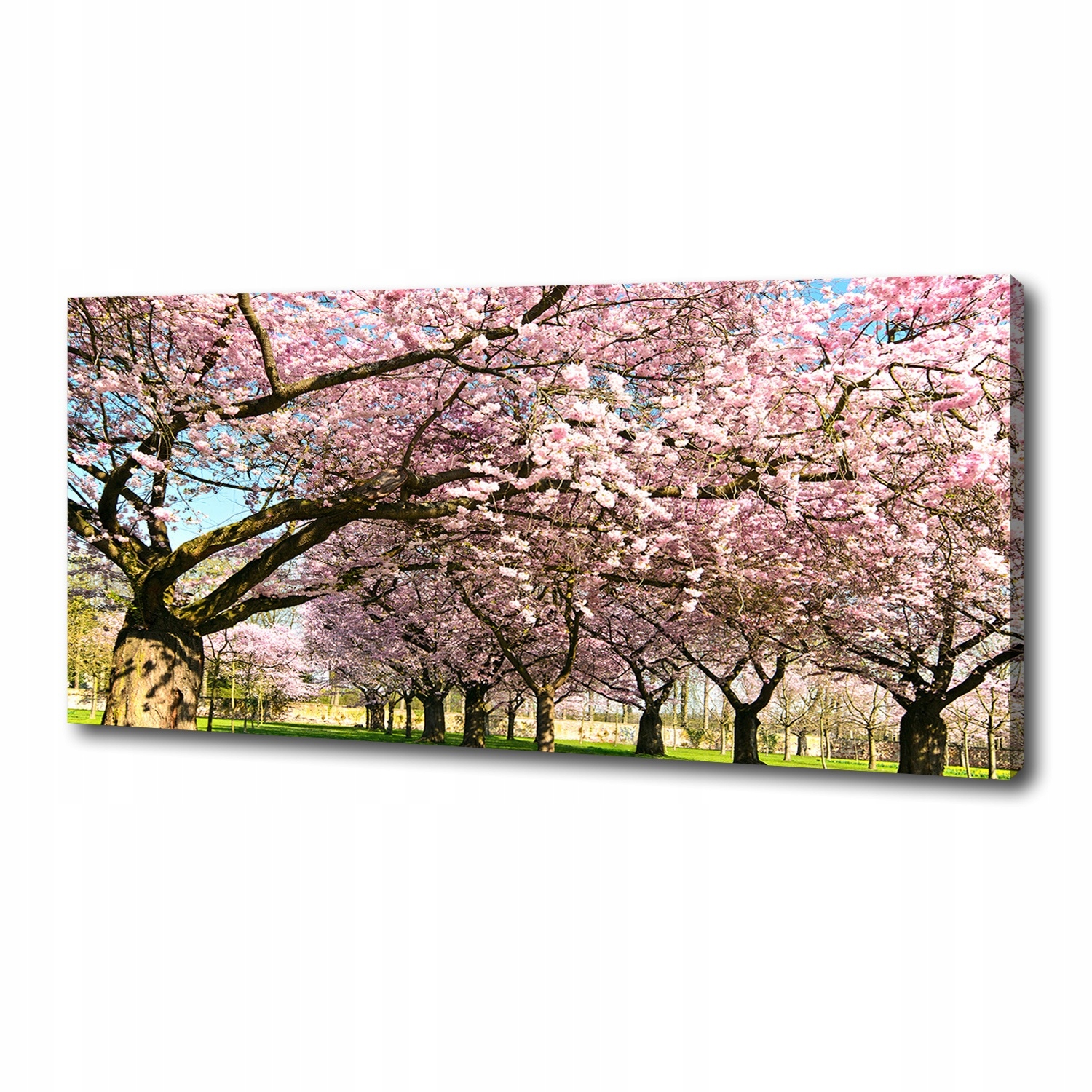 

Foto obraz duży na płótnie Drzewa wiśni 125x50 cm