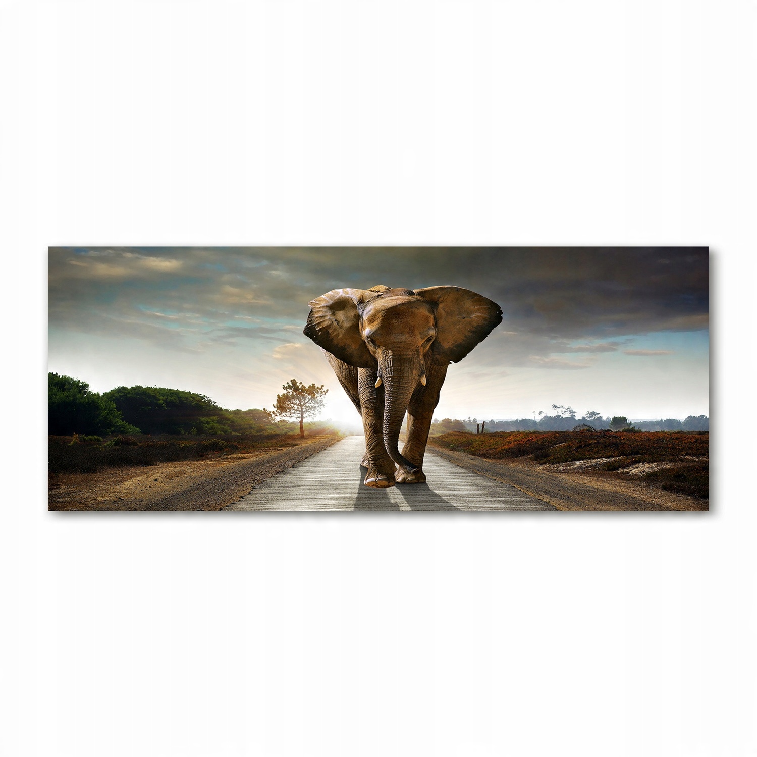 

Foto obraz szkło akryl Spacerujący słoń 125x50 cm