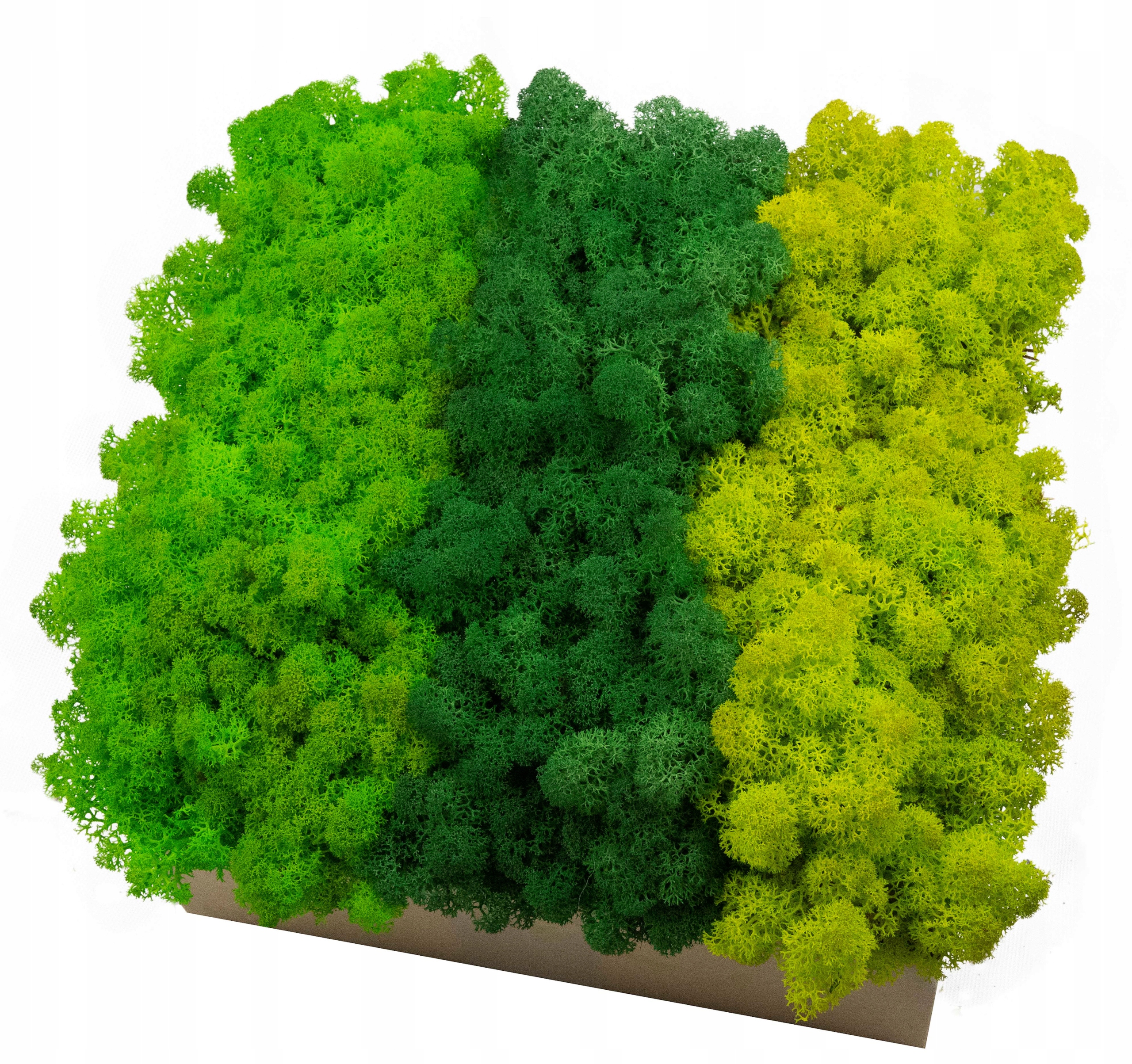 Mech Chrobotek Reniferowy RÓŻNE KOLORY 100g PREMIU