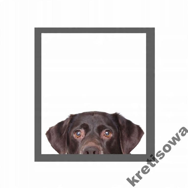 

Damska Owczarek Husky Sznaucer Spaniel Dog r6a