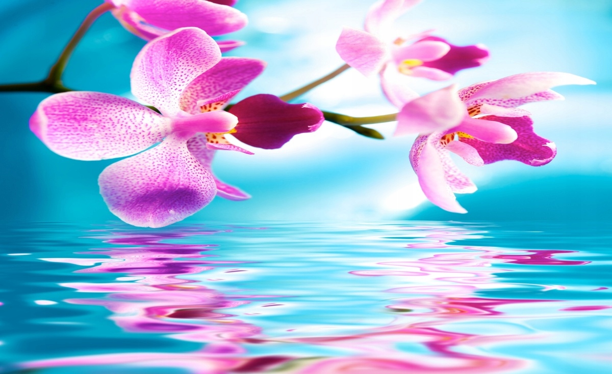 

Fototapeta Flizelinowa Orchidea Woda 416x254