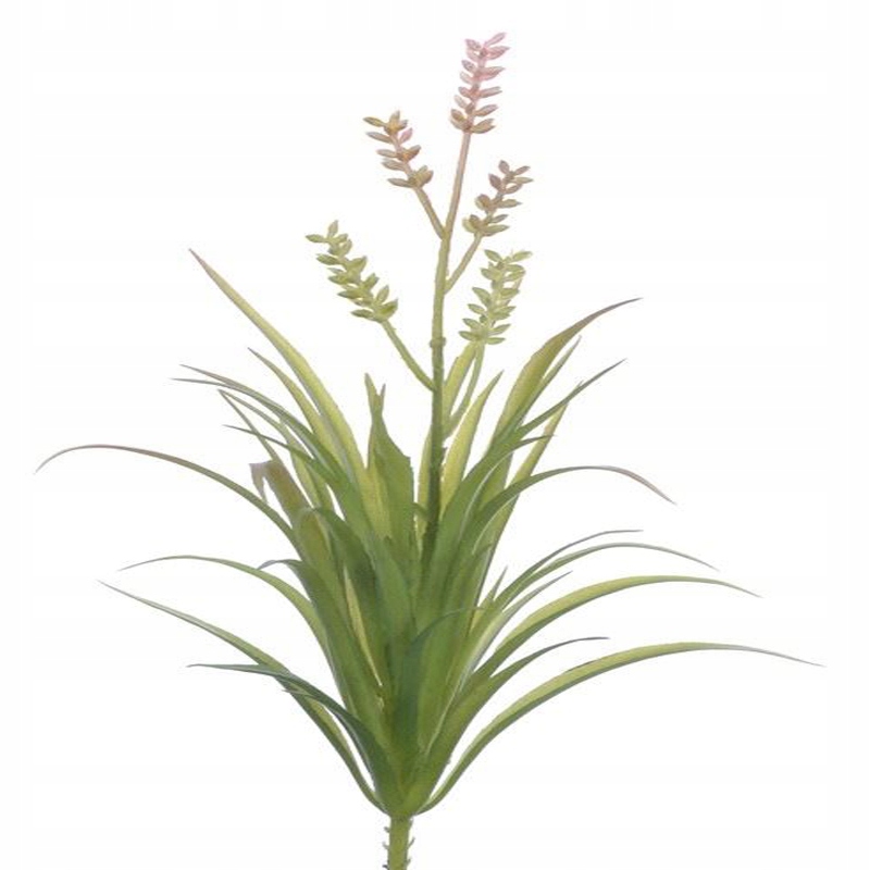 

Tillandsia Sukulent Zielony Dekoracja Terrarium