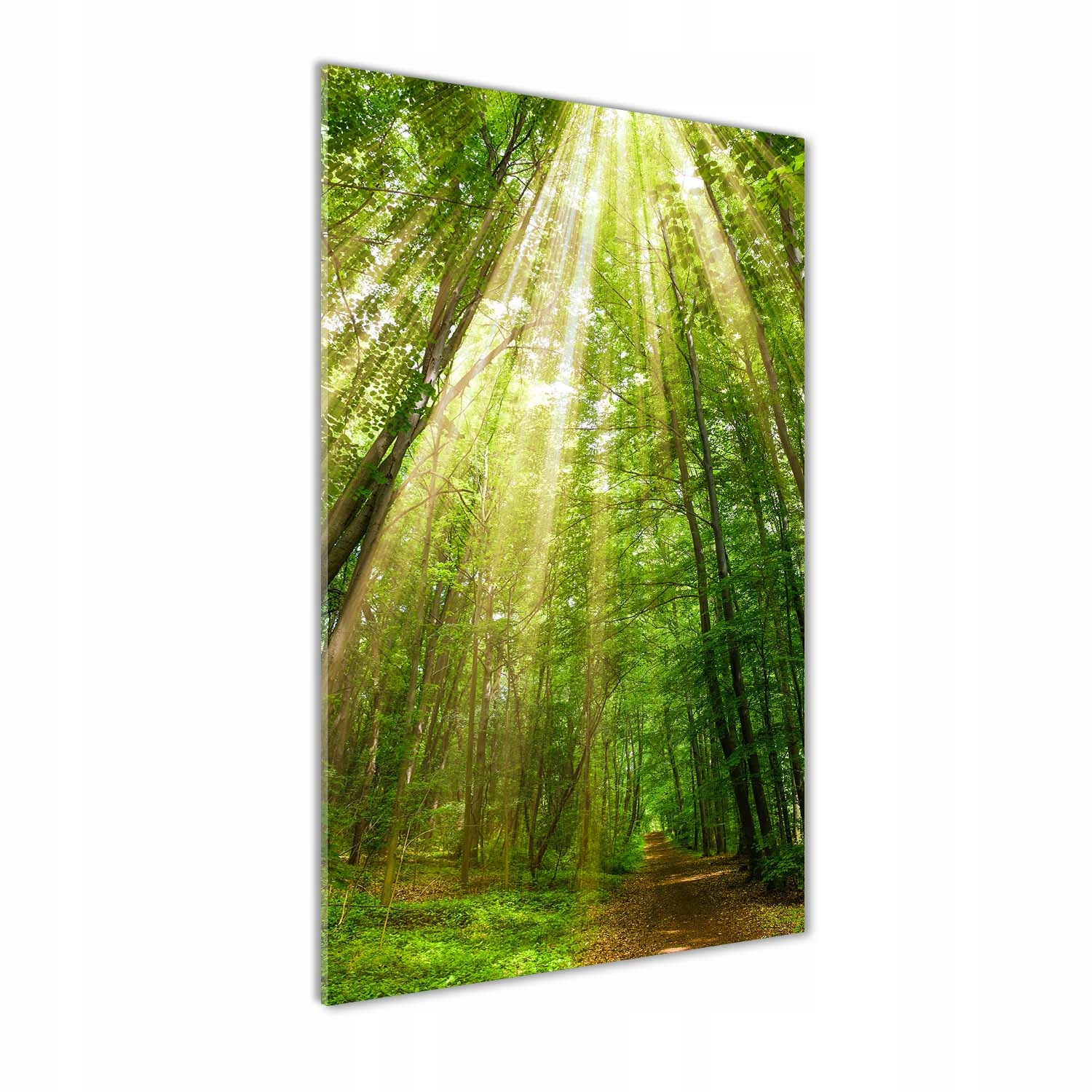 

Foto obraz szkło akrylowe Ścieżka w lesie 60x120cm