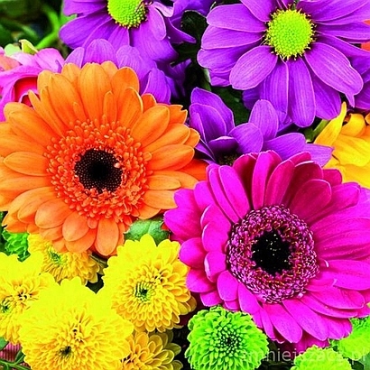 

Serwetki 33x33 '' Kolorowe Gerbery '' /20 sztuk