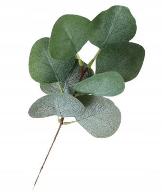 

Eukaliptus Zielona Gałązka Bukiet Boho Ślub 1szt