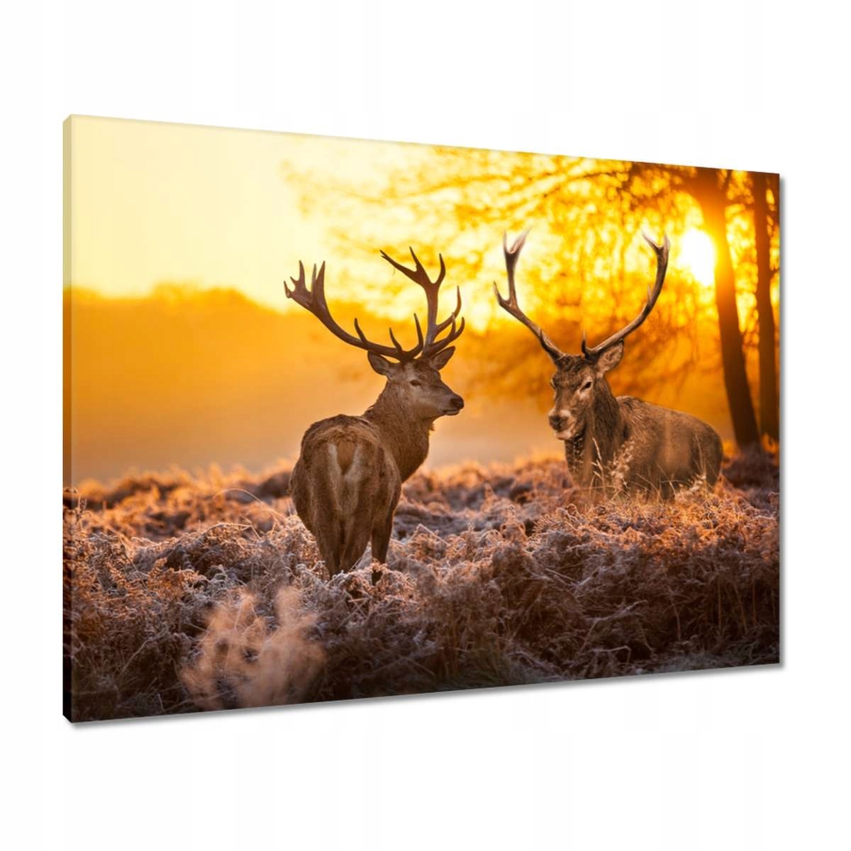 Obrazy 80x60 Jelení po ránu