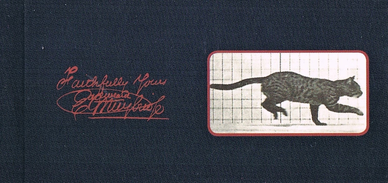 

Kineograf Muybridge flipbook Kot (edycja 2011)