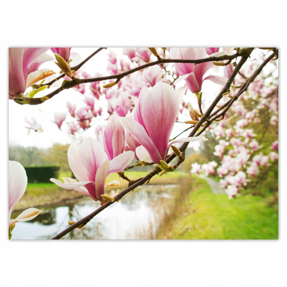 

Plakaty 70x50 Magnolie w Poznaniu Kwiat