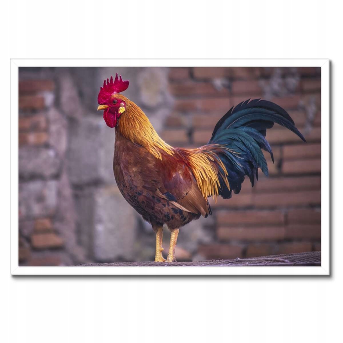 Plakáty v rámu 60x40 Kohout Skutečný bojovník
