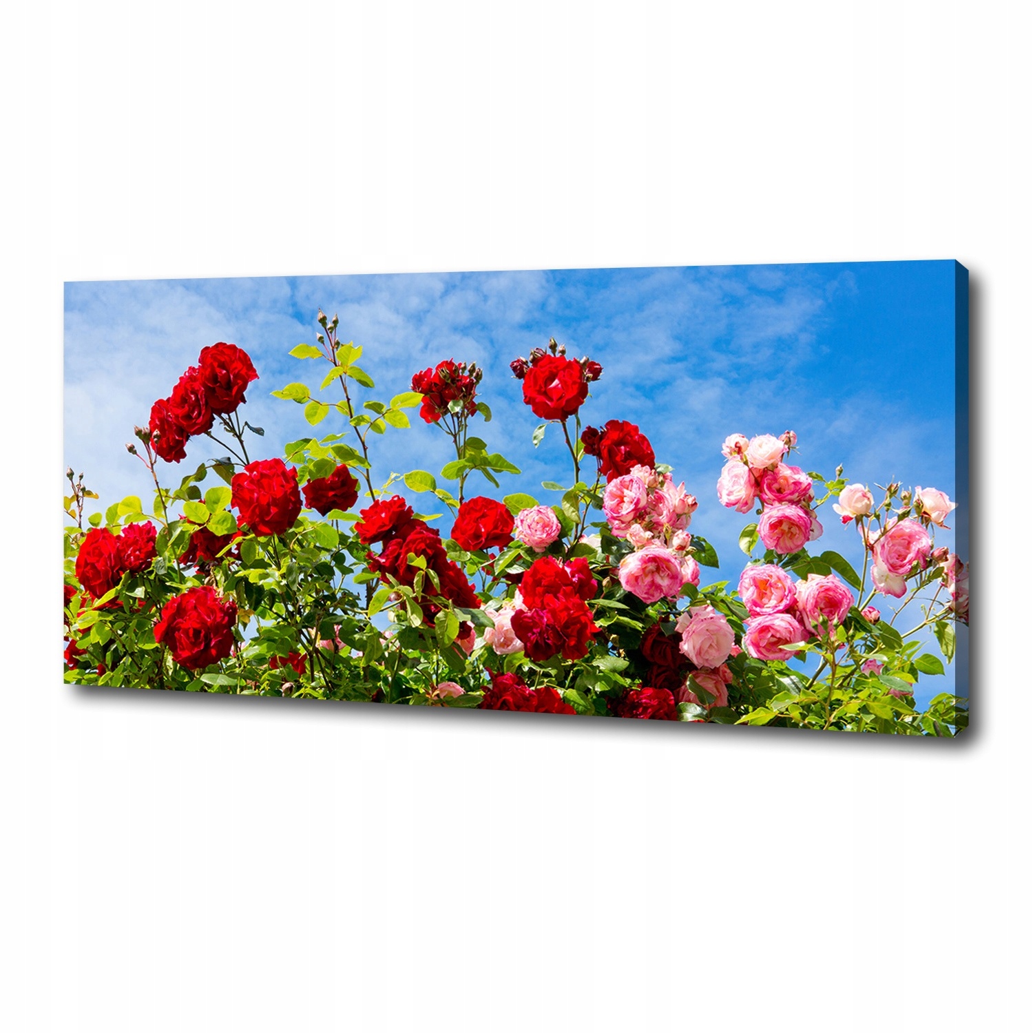 

Foto obraz canvas na ścianę Dzikie róże 125x50 cm