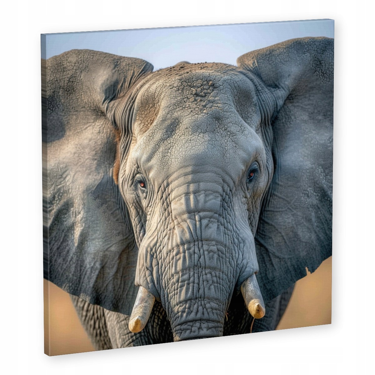 Obraz Na Plátně Canvas Příroda Zvíře Fauna Portrét Slon 50x50