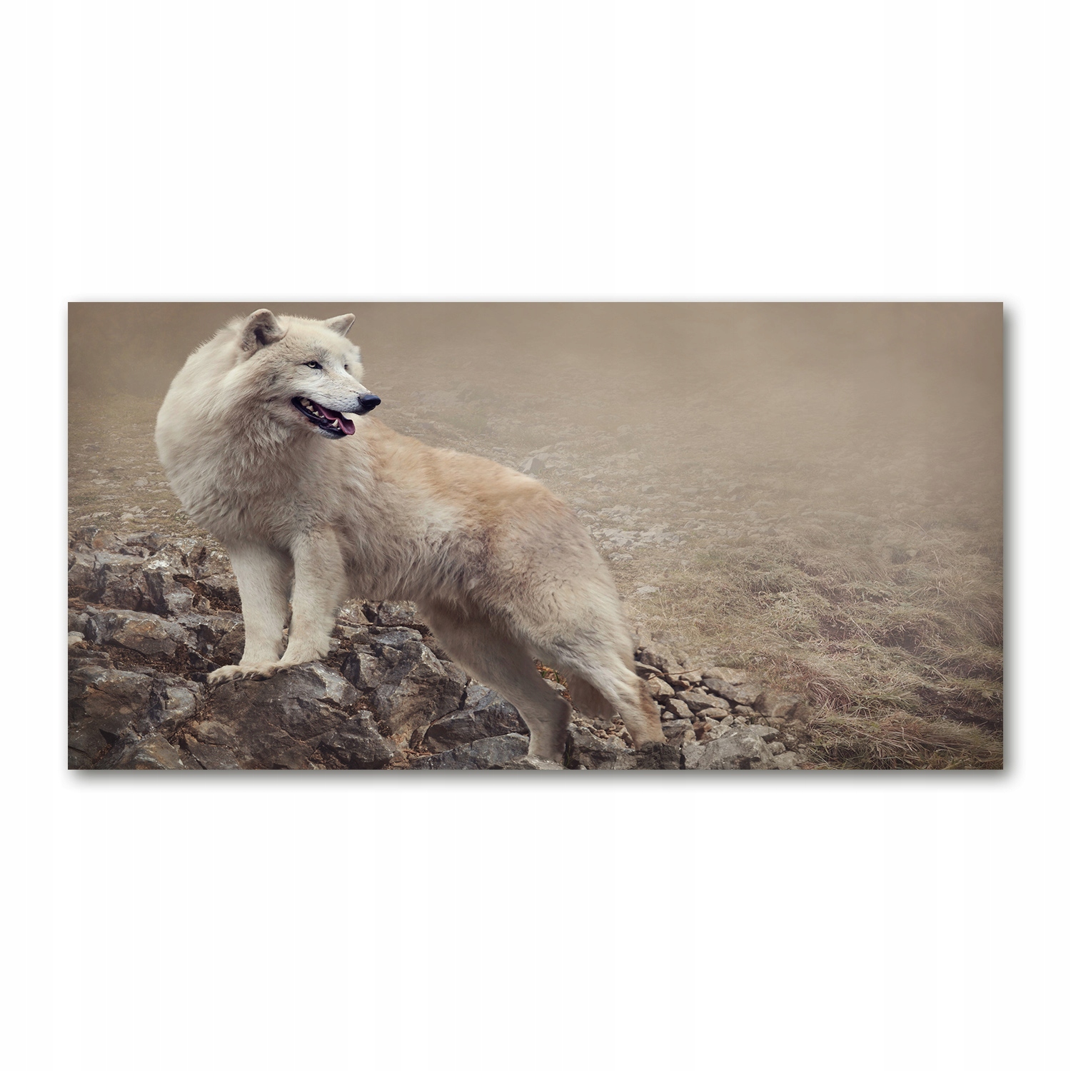 

Foto obraz akrylowy Biały wilk na skale 140x70 cm