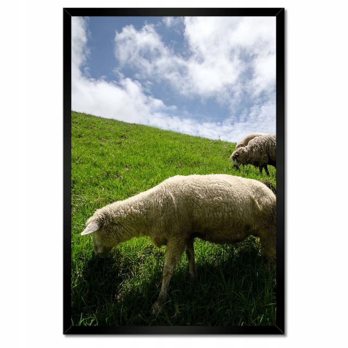 Plakáty v rámu 40x60 Ovce na pasení