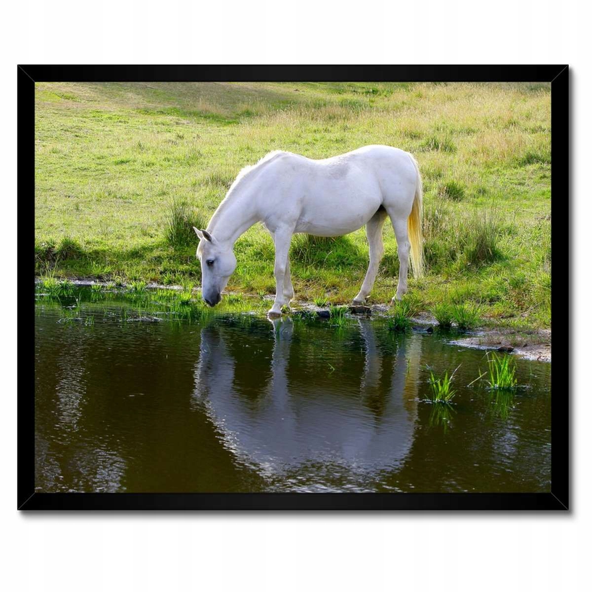 Plakáty v rámu 50x40 Bílý kůň