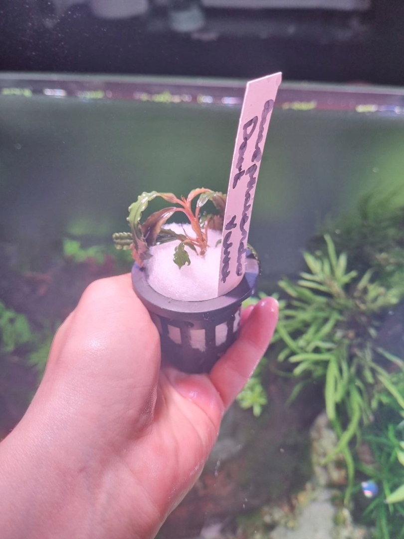 Bucephalandra Dark Velvet unikat - koszyk