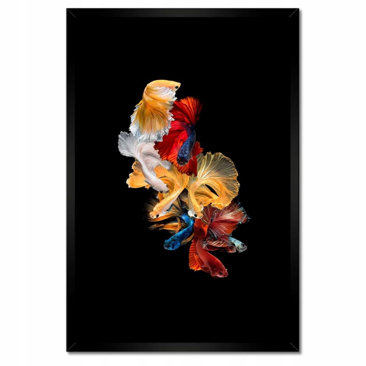 Plakáty v rámu 40x60 Barevné siamské rybičky