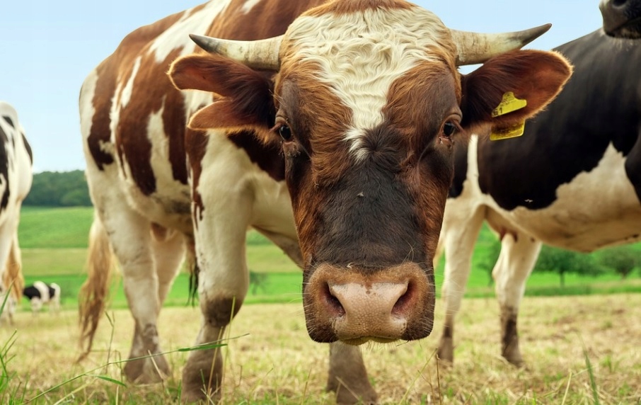 Polfamix Bo witaminy dla byków bydła opasowego 5kg Kod producenta Polfamix Bo