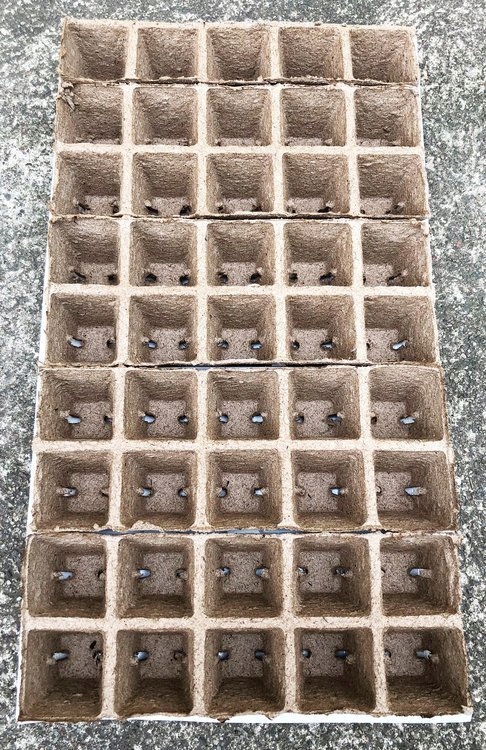 Zestaw do rozsad XXL torfowy szklarenka 58x40,5cm Długość 58 cm