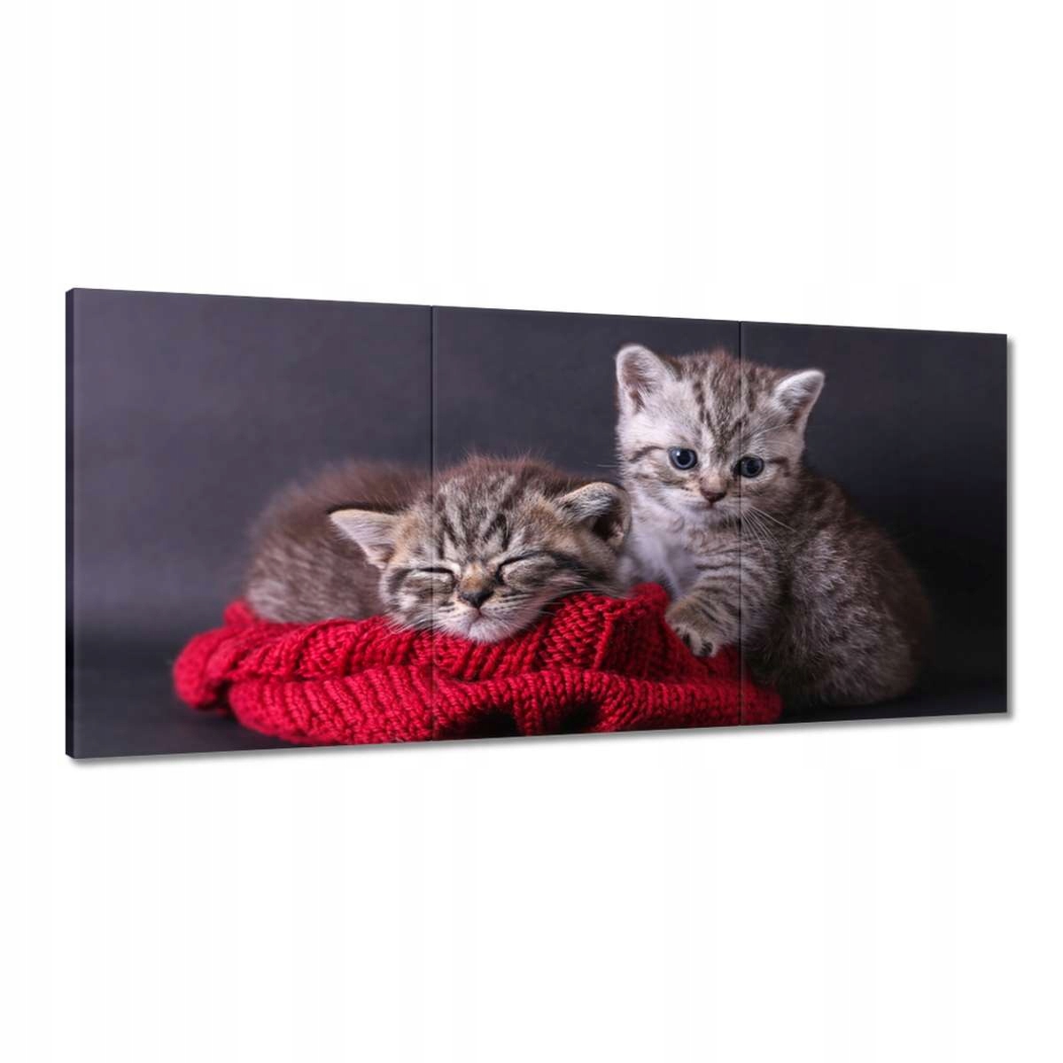 Obrazy 210x100 Mačiatko Mačky Kicia