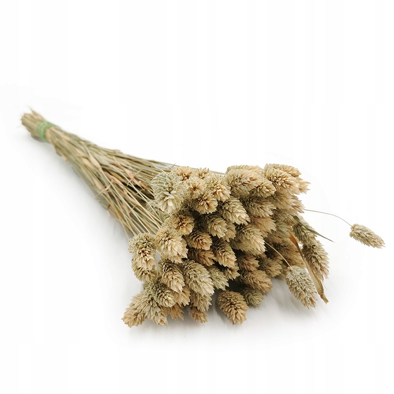 

Phalaris Naturalny Mozga kanaryjska kanar boho~190