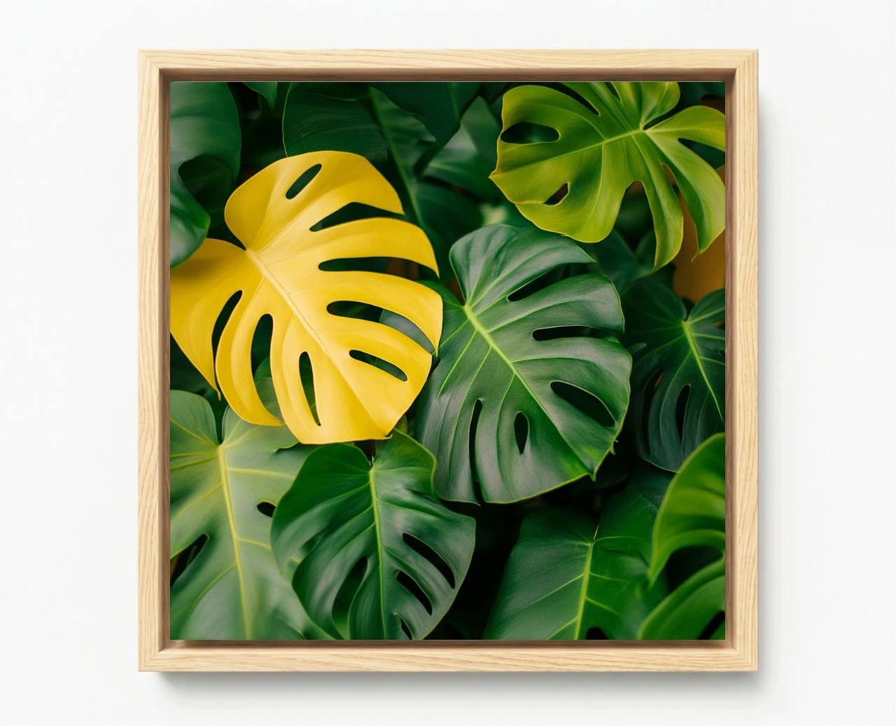 Obraz Rám Americký Box Příroda Rostliny Listy Monstera 40x40