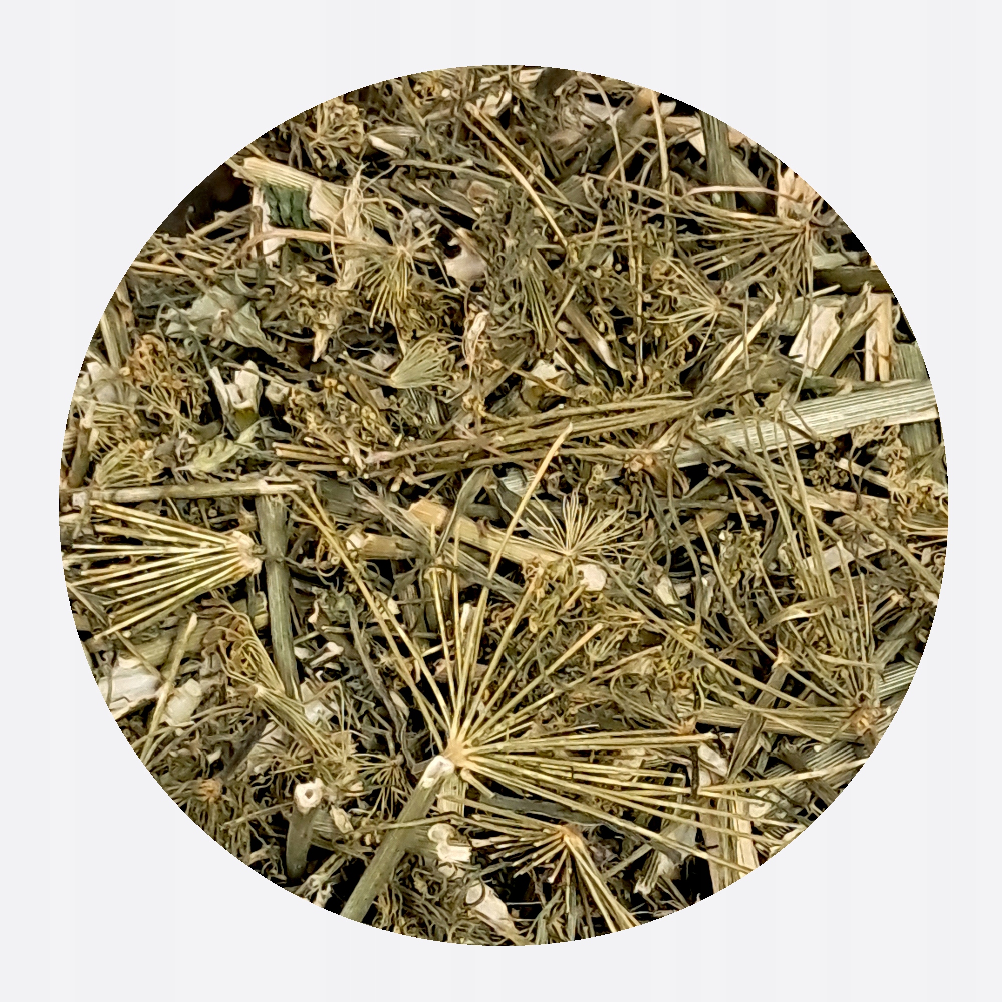 Koper Fenykl italská bylina Celé kopru pro králíky, hlodavce MysticGarden 500 g