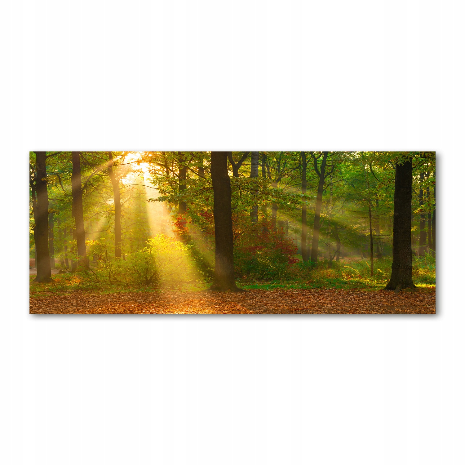 

Foto obraz akryl zdjęcie Las w słońcu 125x50 cm