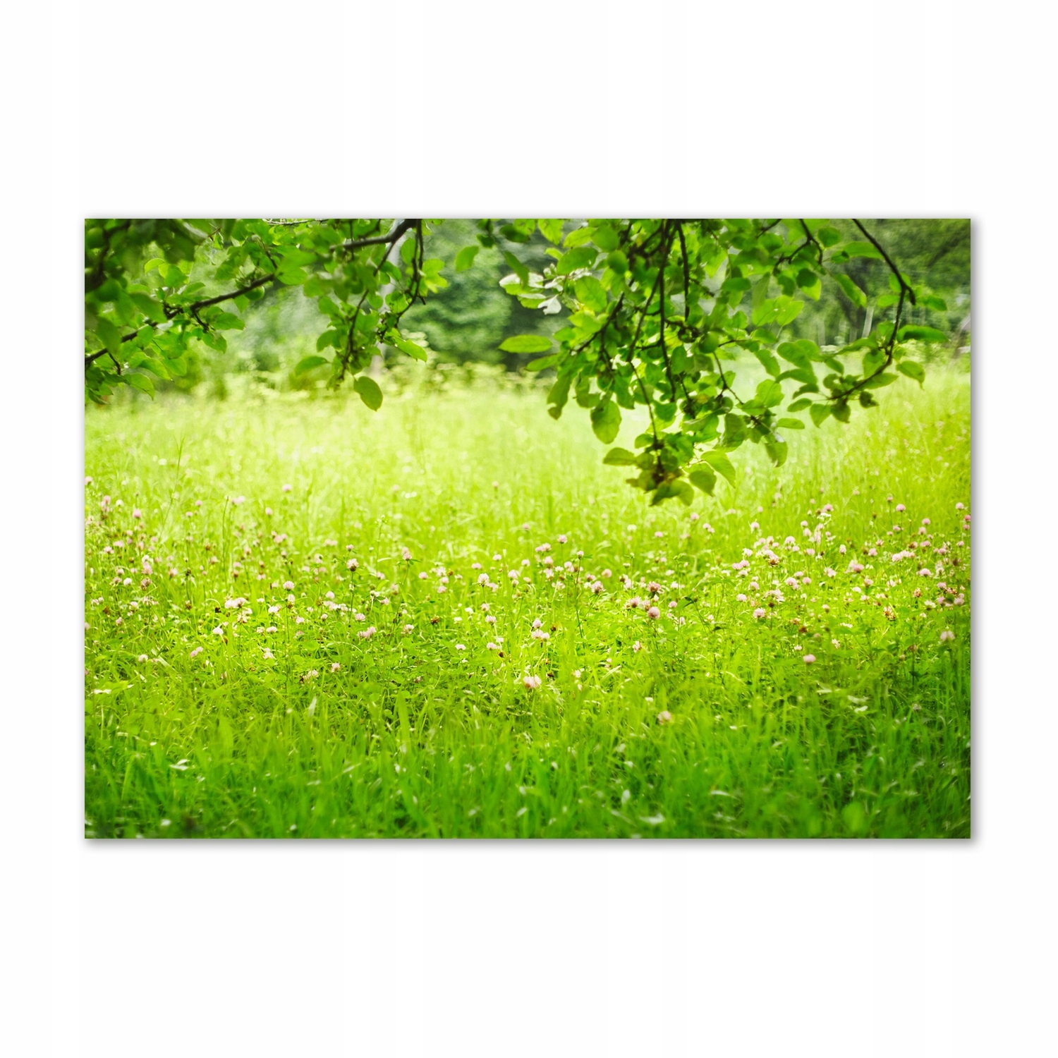 

Foto obraz szkło akrylowy Zielona łąka 100x70 cm