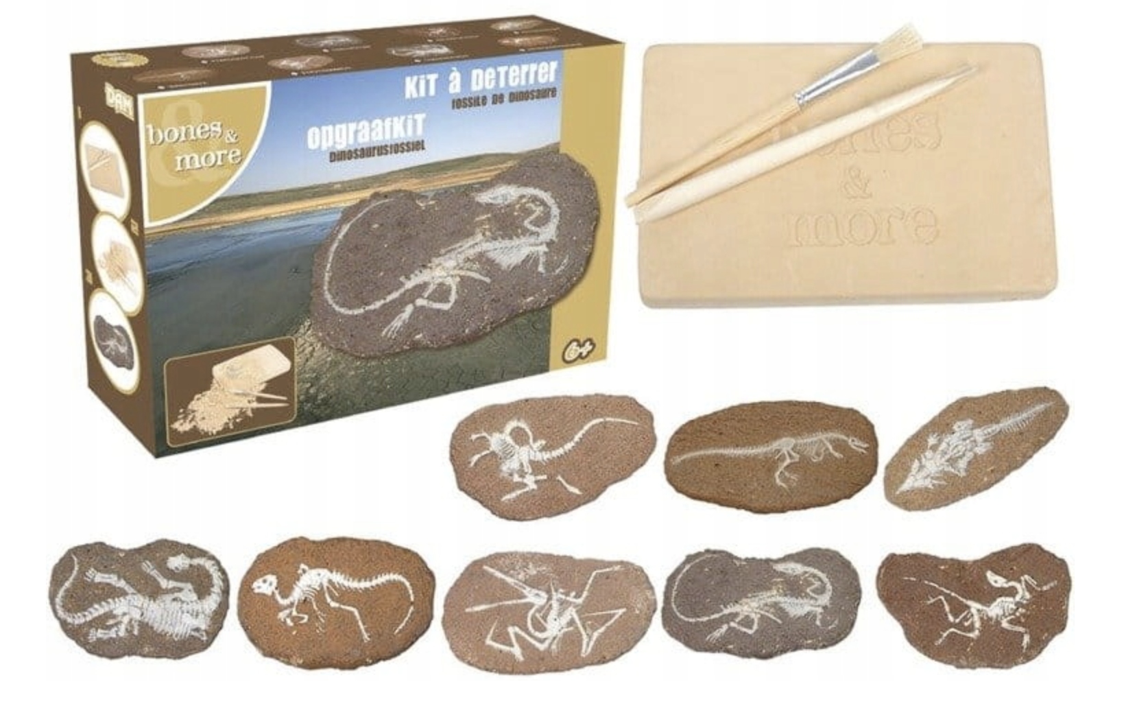 

Bones&More Duży szkielet dinozaura wykopalisko