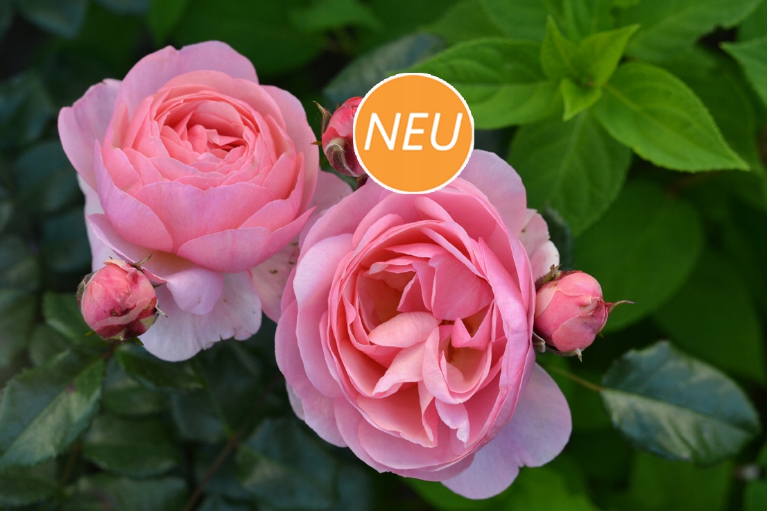 Róża Rabatowe Darling Noack Super zdrowotność