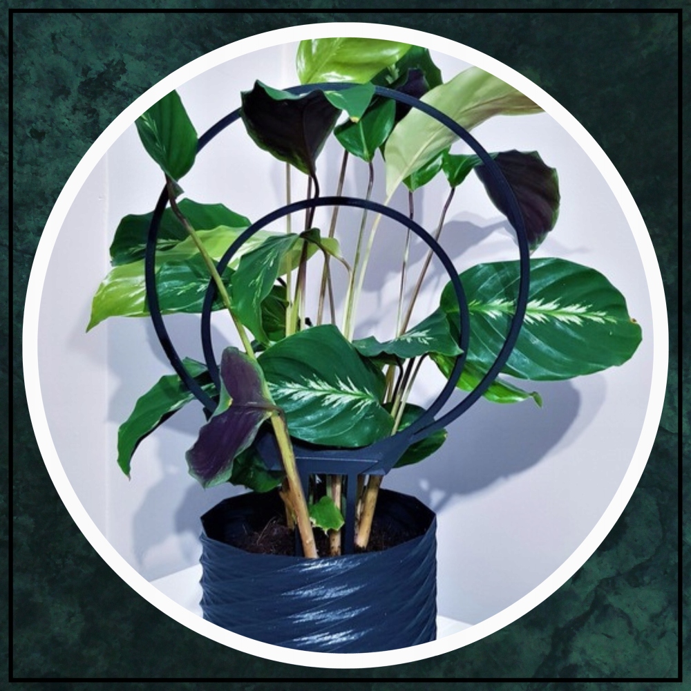 PODPÓRKA DO KWIATÓW KOŁO OBRĘCZ PERGOLA 29 cm Kod producenta PODPÓRKA DO KWIATÓW OBRĘCZ KOŁO 25,5 cm