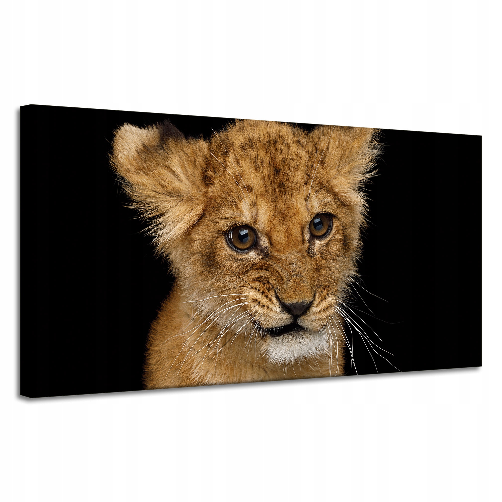 Obraz na plátně Tvář malého lva Oči Krása 120x60 cm