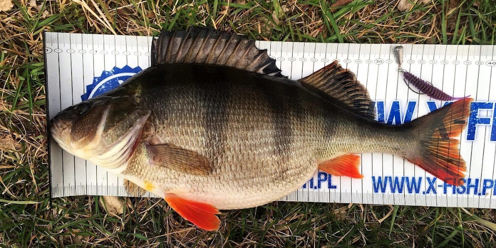 FishUp Tanta 2' 50mm Okoń Mix / Haki i Czeburaszki / Gotowy Zestaw 24 szt. Marka FishUp