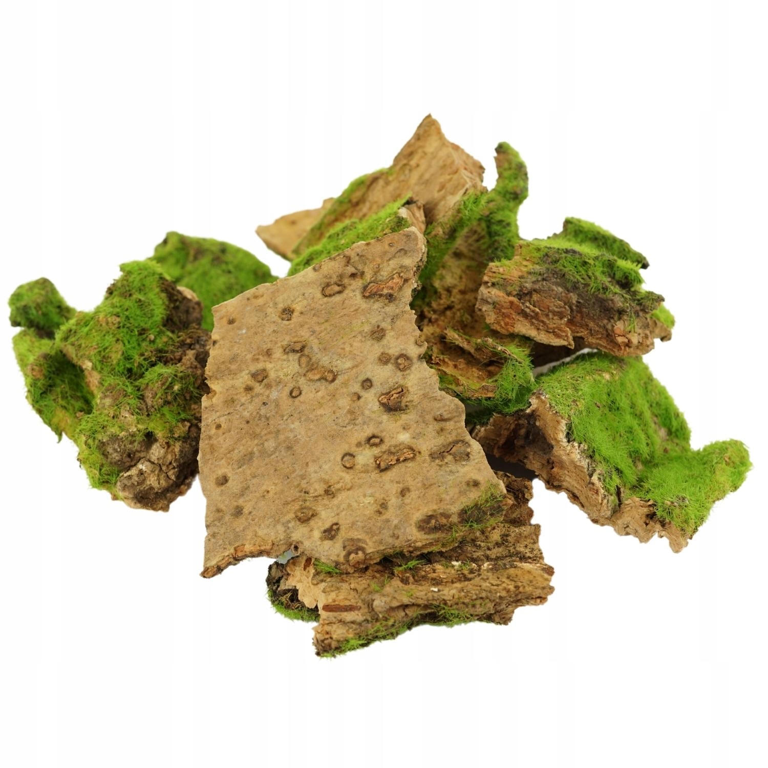 

Kora Omszała Kora z mchem Dekoracja